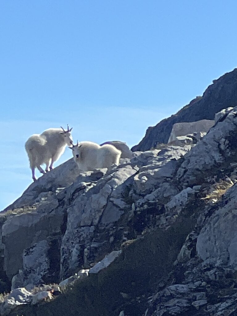 photo of two mountain goats on a cliff
