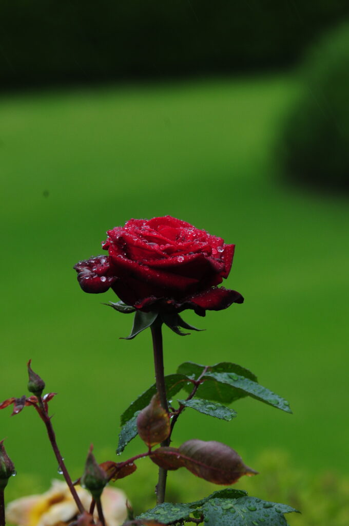picture of red rose with some smudges from camera lense