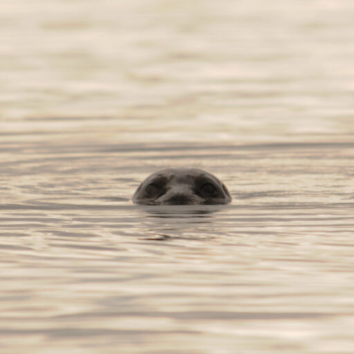 photo of a seal poking top of its head above the water